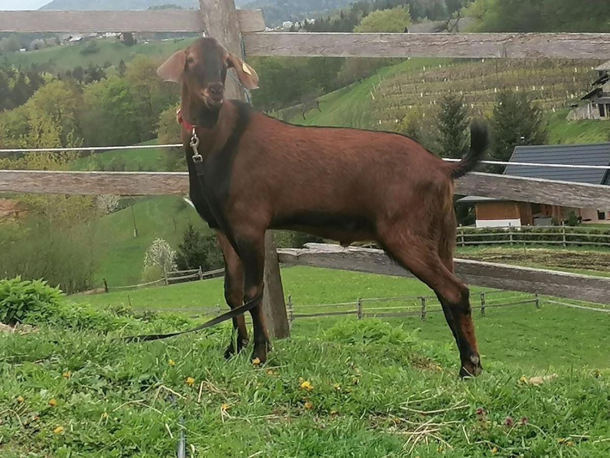 Penzion Ranch At Geta Razgorce Exteriér fotografie