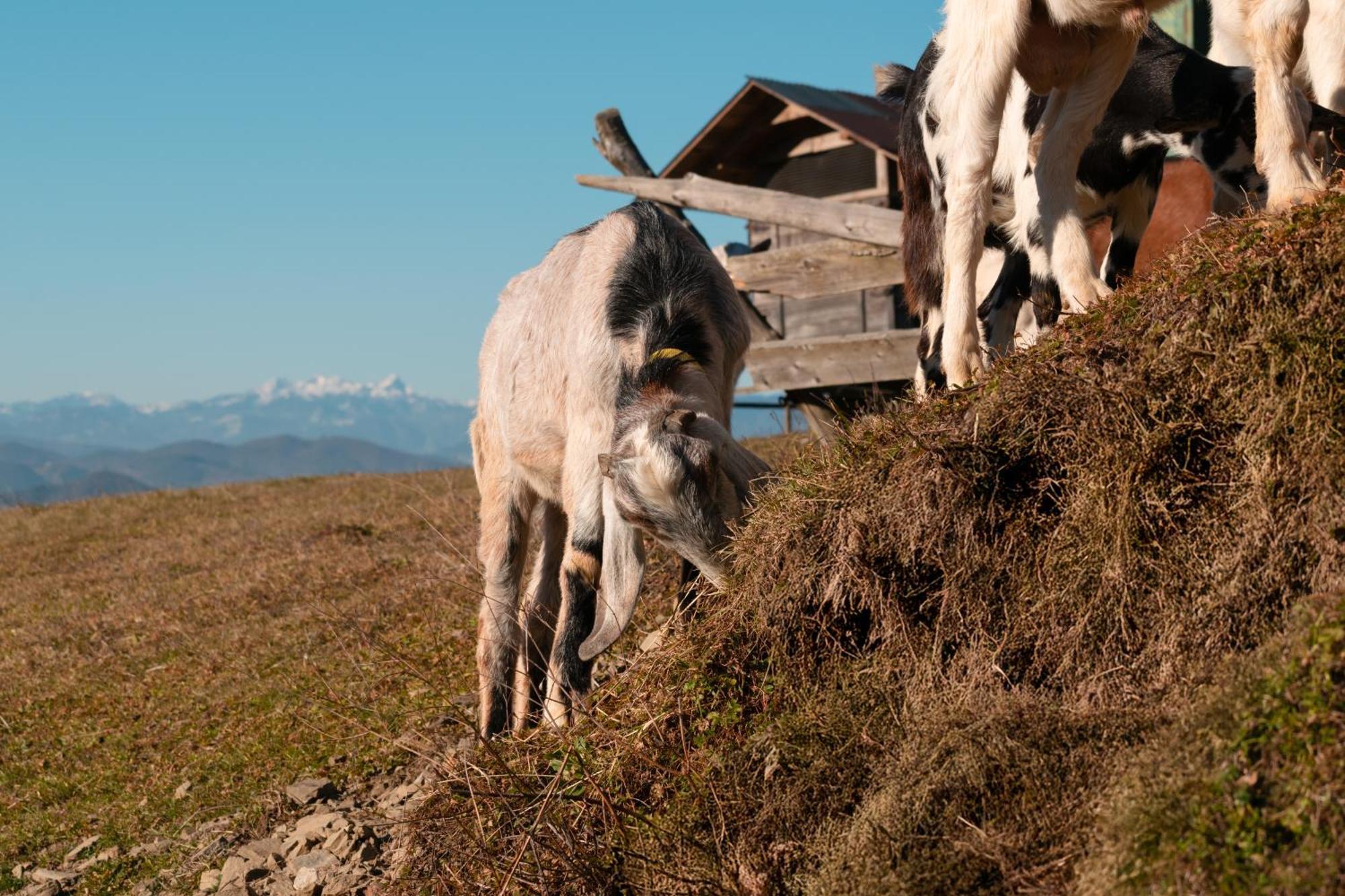 Penzion Ranch At Geta Razgorce Exteriér fotografie