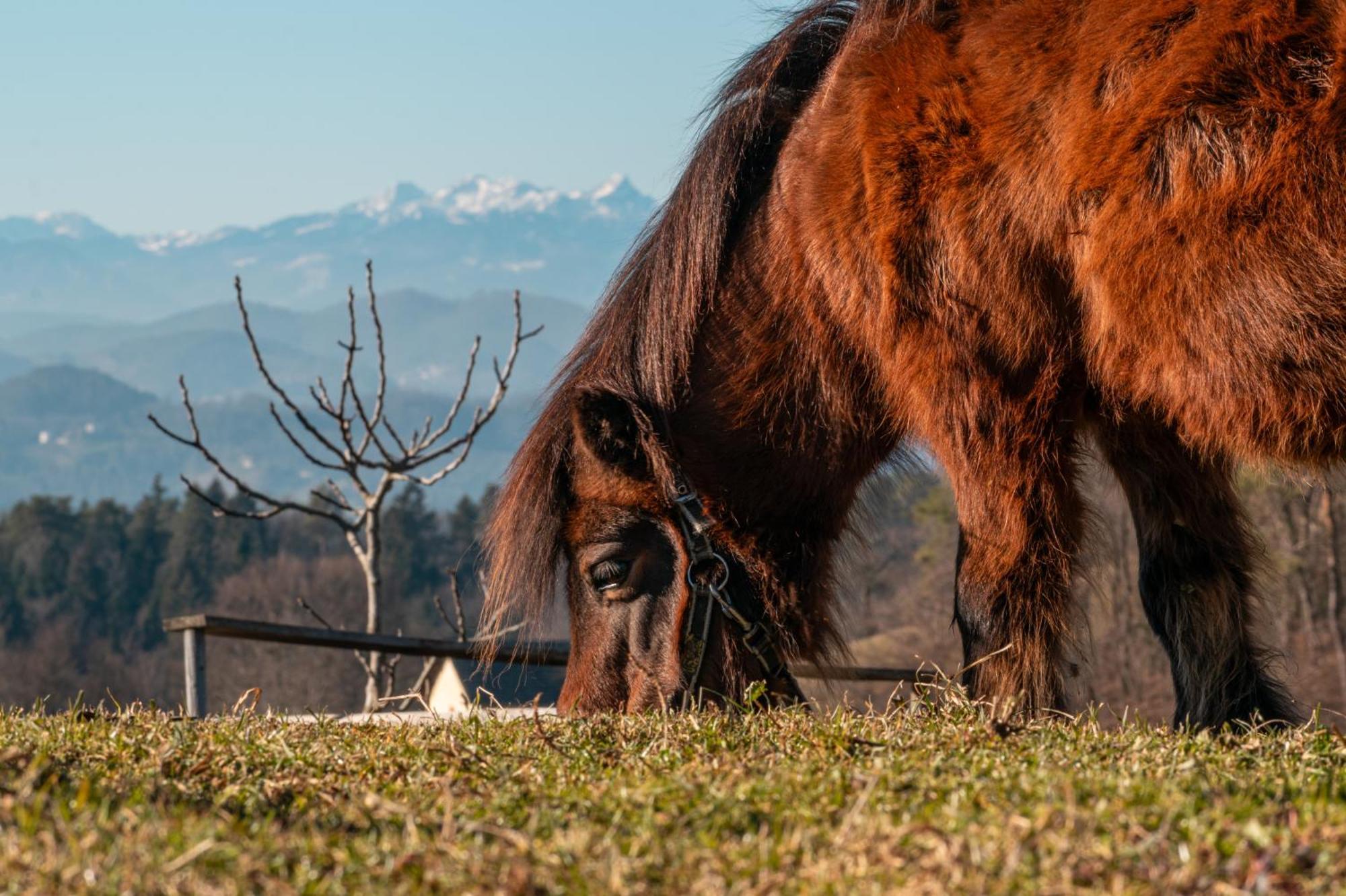 Penzion Ranch At Geta Razgorce Exteriér fotografie